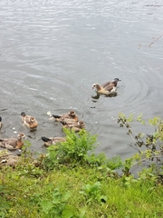 Alopochen aegyptiaca