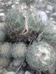Coryphantha