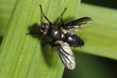 Nyctia halterata