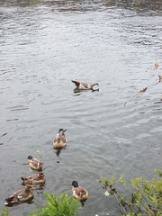 Alopochen aegyptiaca