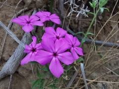 Phlox drummondii tharpii