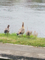 Alopochen aegyptiaca