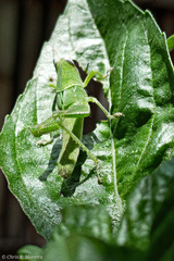 Schistocerca