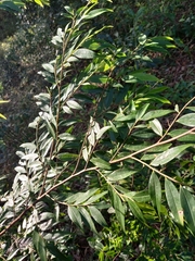 Xylopia brasiliensis