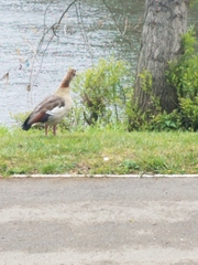 Alopochen aegyptiaca