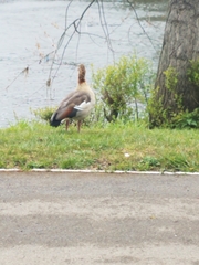 Alopochen aegyptiaca