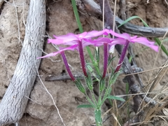 Phlox drummondii tharpii