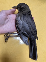 Turdus merula aterrimus