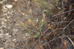 Hypericum scabrum