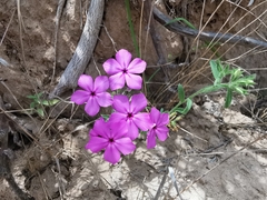 Phlox drummondii tharpii