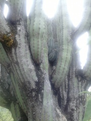 Pachycereus weberi