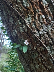 Codonanthe devosiana