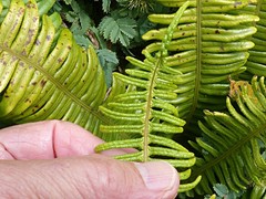 Blechnum durum