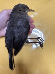Turdus merula aterrimus