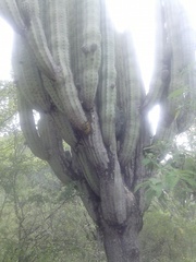 Pachycereus weberi