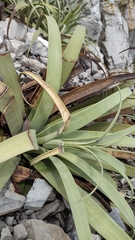 Agave bracteosa