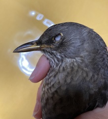 Turdus merula aterrimus