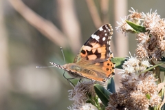 Vanessa cardui