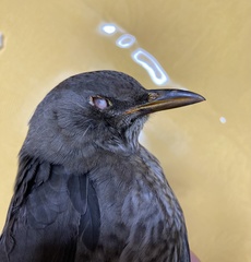 Turdus merula aterrimus