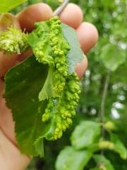 Calaphidina