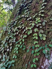 Codonanthe devosiana