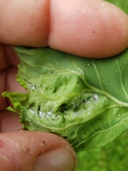 Calaphidina