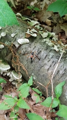 Tanyptera