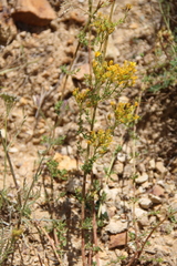 Hypericum scabrum