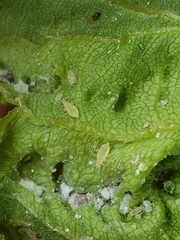 Calaphidina