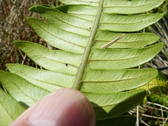 Blechnum durum