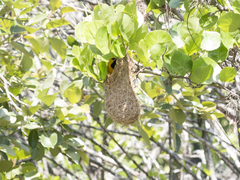 Icterus nigrogularis