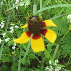 Rudbeckia amplexicaulis