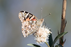 Vanessa cardui