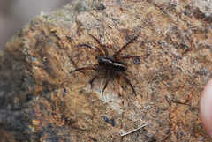 Arctosa fulvolineata
