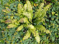Blechnum durum
