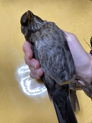 Turdus merula aterrimus
