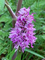 Orchis × beyrichii
