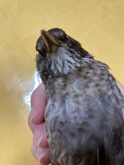 Turdus merula aterrimus