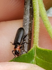 Placopterus thoracicus