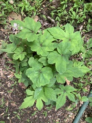 Hydrastis canadensis