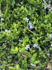 Vinca minor