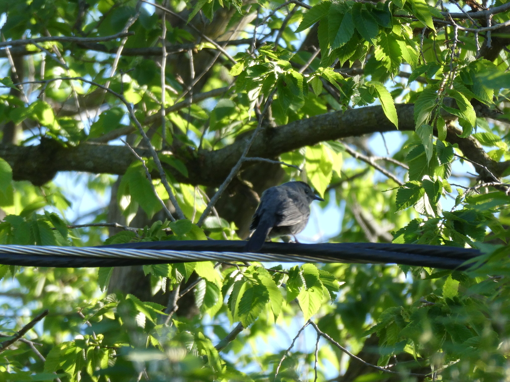 Gray Catbird In May 2021 By Itsdrfunk INaturalist   Large 