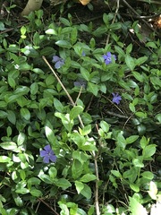 Vinca minor
