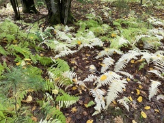 Deparia acrostichoides