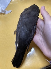 Turdus merula aterrimus