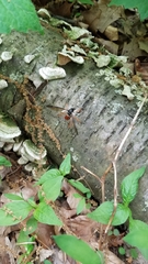 Tanyptera