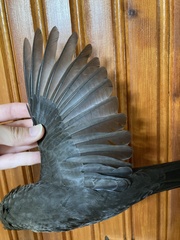 Turdus merula aterrimus
