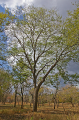 Brachystegia spiciformis