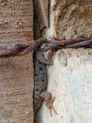 Gonatodes caudiscutatus