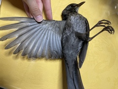 Turdus merula aterrimus